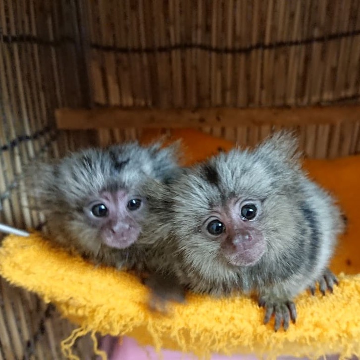 Pygmy  Marmoset Monkeys for sale ..WhatsApp::+447418365732 Animals