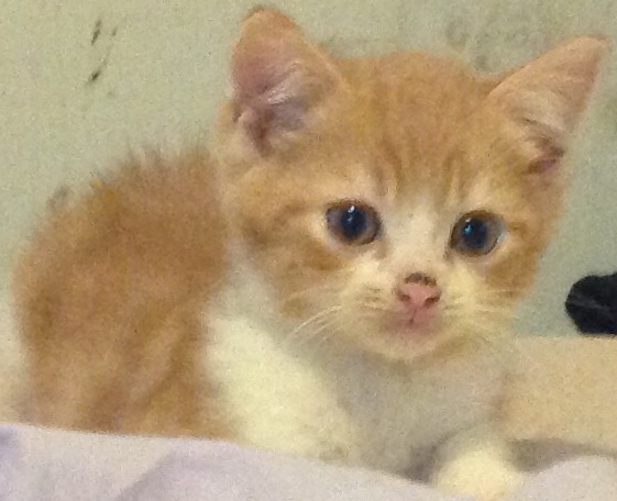 Ragdoll cross kittens need home asap  Animals