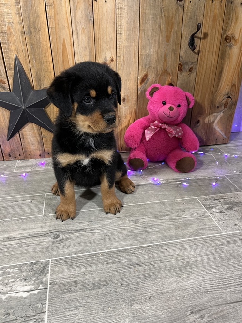 Rottweiler puppies for new homes Animals