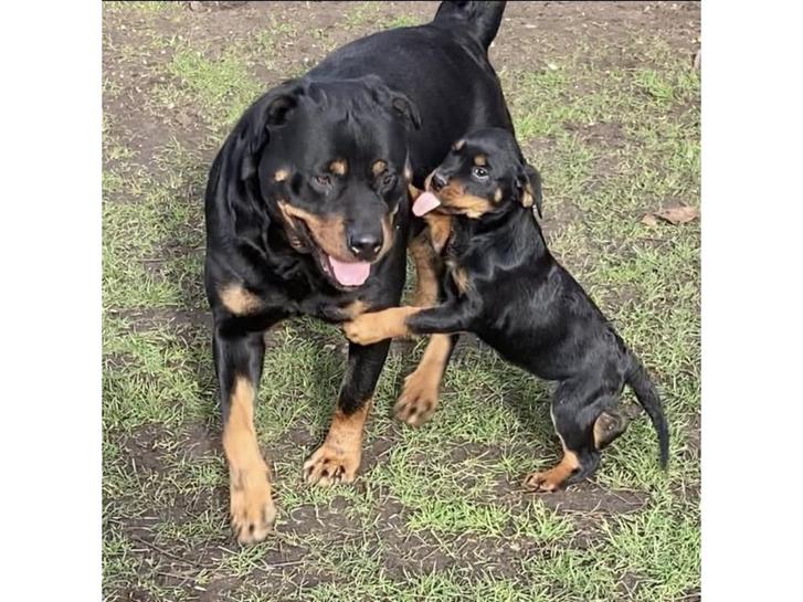 Rottweiler puppies for new homes Animals 2