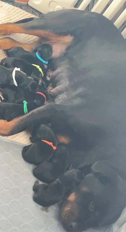 Rottweiler puppys for sale Animals 2