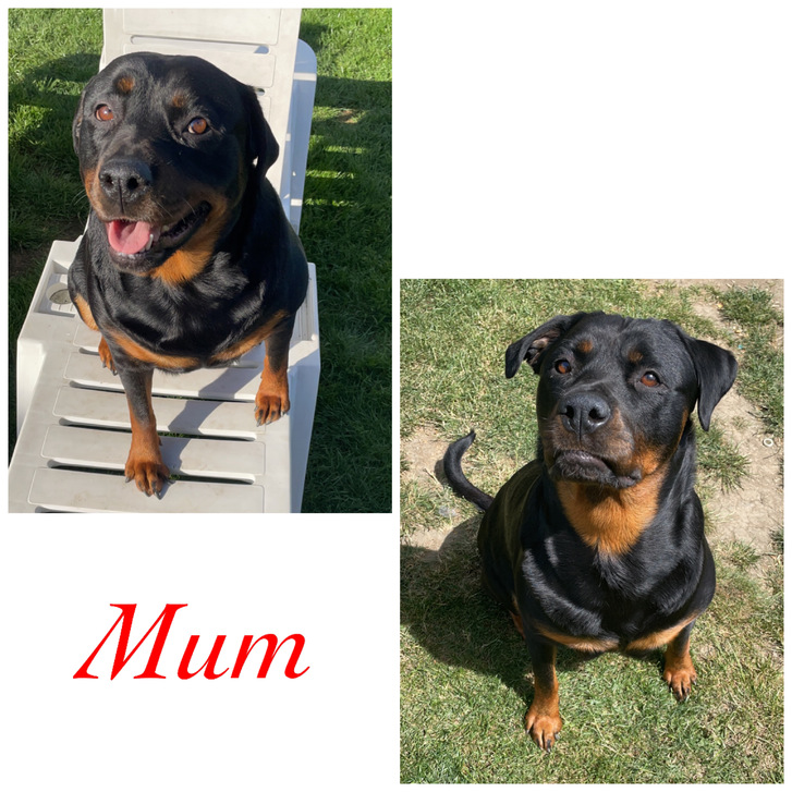 Rottweiler puppys for sale Animals 3