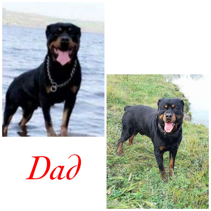 Rottweiler puppys for sale Animals 4