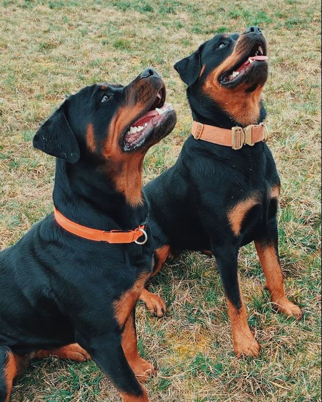 Rottweiler welpen Rottweiler welpen Animals