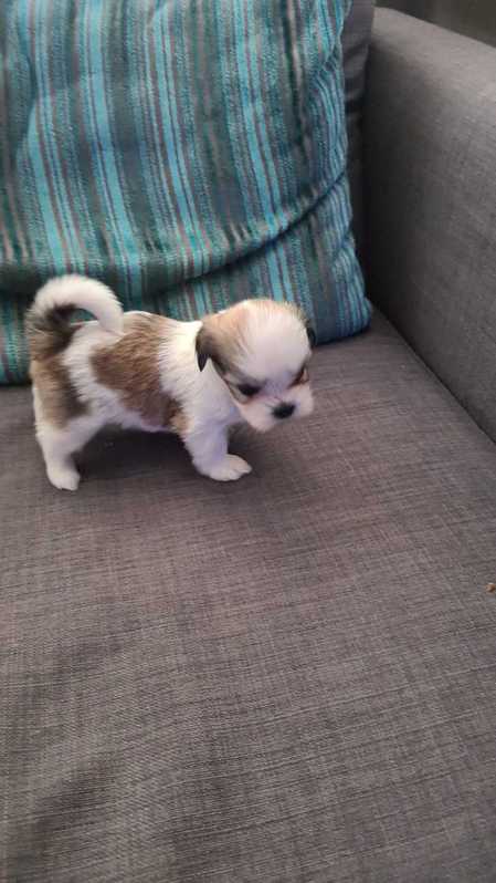 Selling KC registered Lhasa Apso puppies  Animals