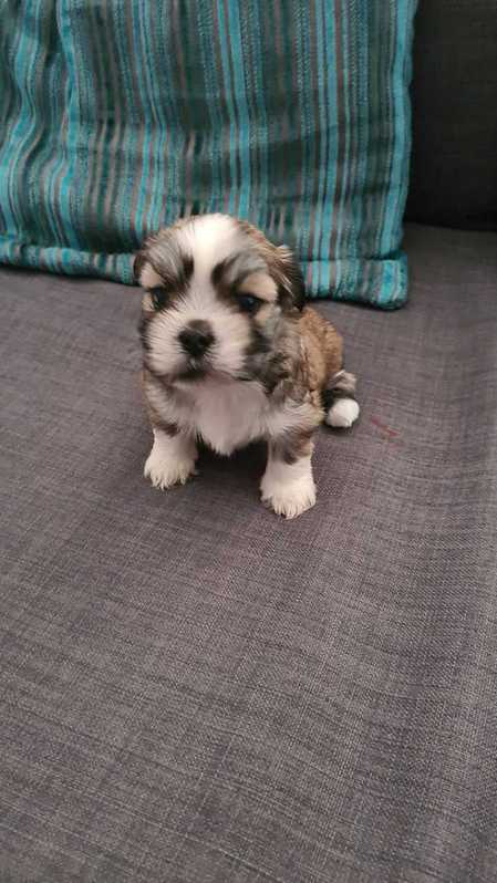 Selling KC registered Lhasa Apso puppies  Animals 2