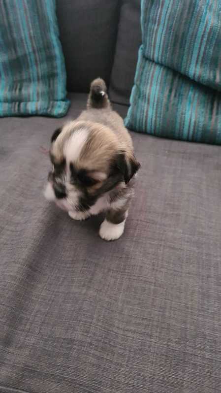 Selling KC registered Lhasa Apso puppies  Animals 3