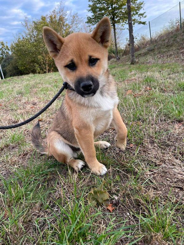 Shiba inu  Animals