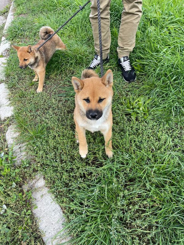 Shiba inu  Animals 4