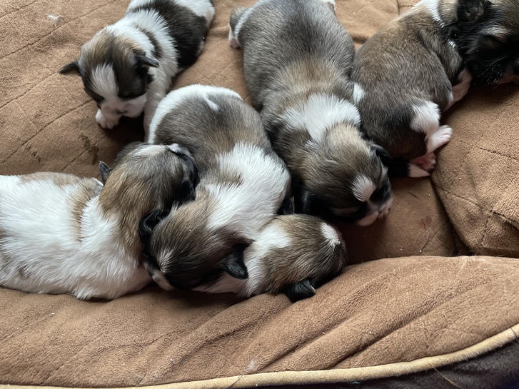 Shitzu puppies !!!3 left!!!! Shitzu puppies !!!3 left!!!! Animals