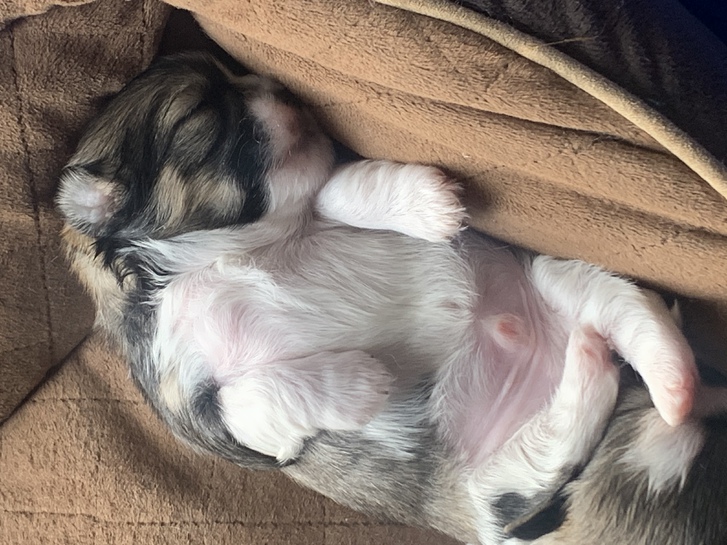 Shitzu puppies !!!3 left!!!! 2 Shitzu puppies !!!3 left!!!! Animals 2