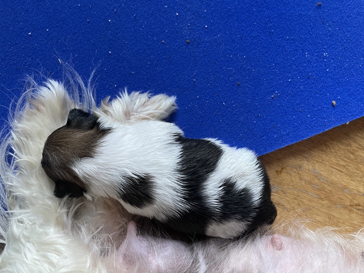 Shitzu puppies !!!3 left!!!! 3 Shitzu puppies !!!3 left!!!! Animals 3