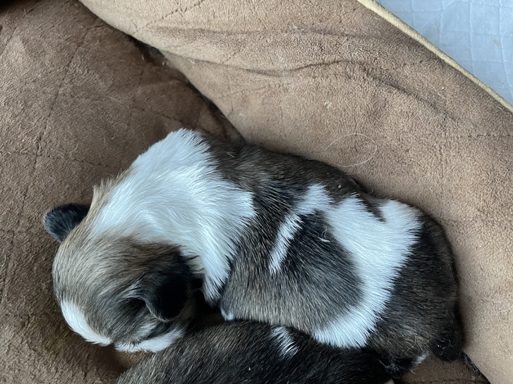 Shitzu puppies !!!3 left!!!! 4 Shitzu puppies !!!3 left!!!! Animals 4