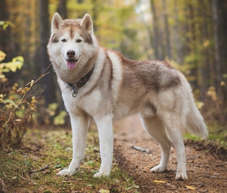 Siberian husky puppy  Animals 4