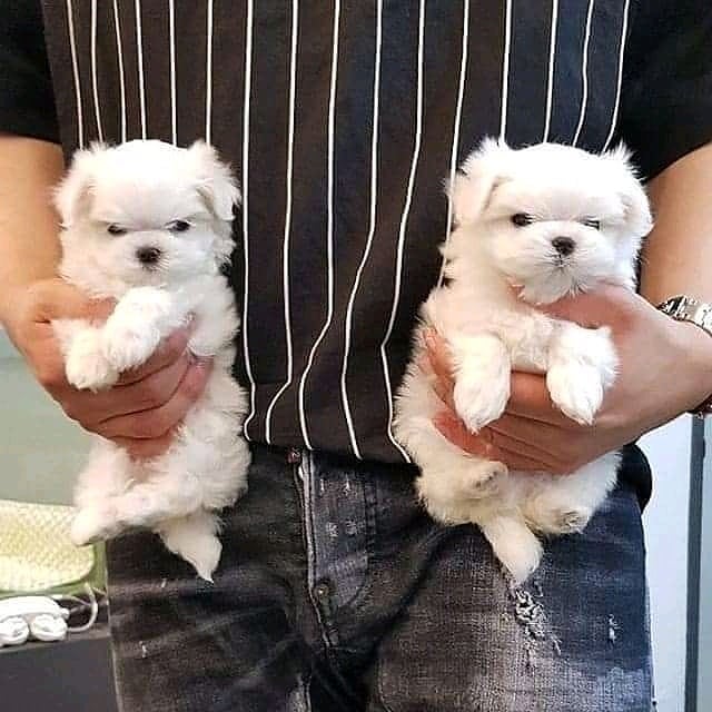 Snow White TeaCup Maltese puppies Boys and Girls Snow White TeaCup Maltese puppies Boys and Girls Animals