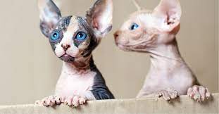 Sphynx and Bengal kittens available for adoption Sphynx and Bengal kittens available for adoption Animals