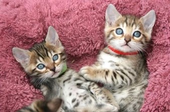 Sphynx and Bengal kittens available for adoption 2 Sphynx and Bengal kittens available for adoption Animals 2