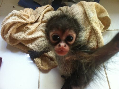 Squirrel monkeys,Capuchin monkeys,Spider monkeys,chimpanzees and Marmosets for sale  Animals