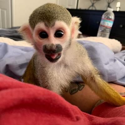 Squirrel monkeys,Capuchin monkeys,Spider monkeys,chimpanzees and Marmosets for sale  Animals 2