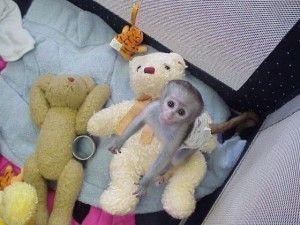 Squirrel monkeys,Capuchin monkeys,Spider monkeys,chimpanzees and Marmosets for sale  Animals 3