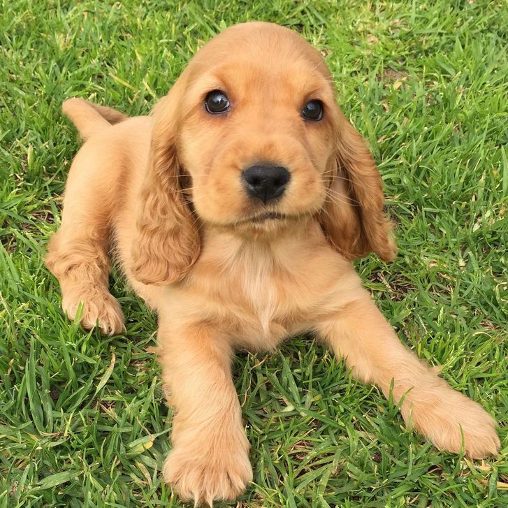 Stunning cocker spaniel puppies for sale  Animals 3