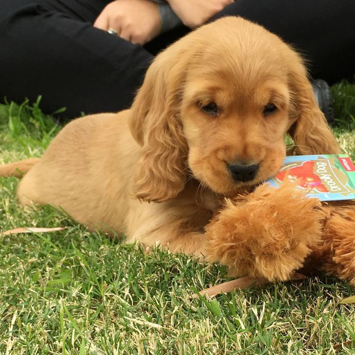 Stunning cocker spaniel puppies for sale  Animals 4