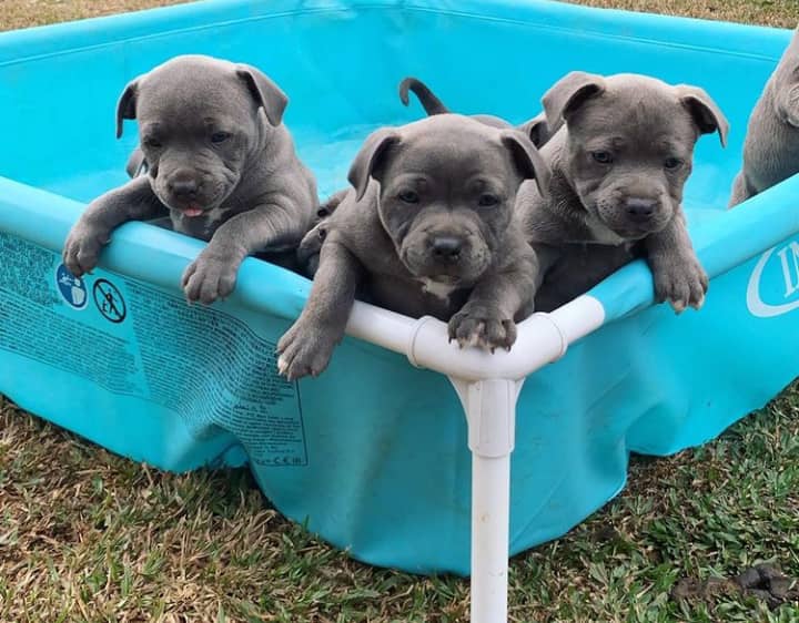 Sweet Staffordshire Bull Terrier Puppies For Sale Sweet Staffordshire Bull Terrier Puppies For Sale Animals