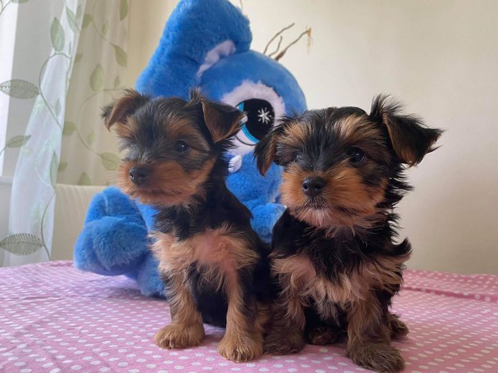 Tea Cup Yorkshire Terrier Puppies Tea Cup Yorkshire Terrier Puppies Animals