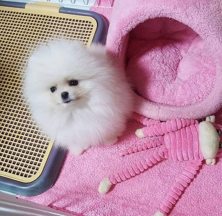 Teddy Bear Pomeranians (ready to leave) Teddy Bear Pomeranians (ready to leave) Animals