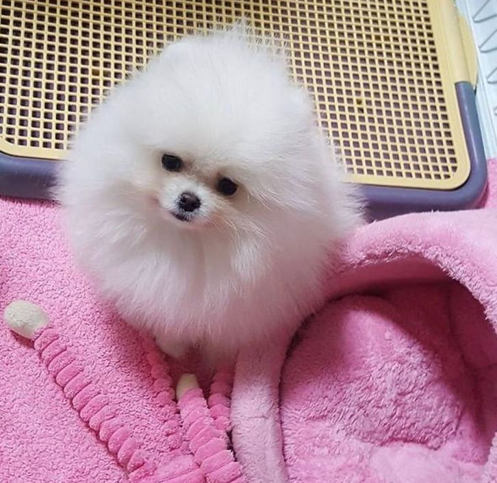 Teddy Bear Pomeranians (ready to leave) 2 Teddy Bear Pomeranians (ready to leave) Animals 2