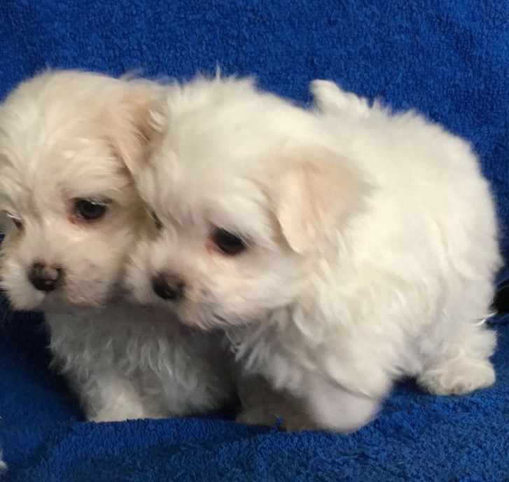 Tiny Teacup Maltese Puppies With KC Reg Papers Animals