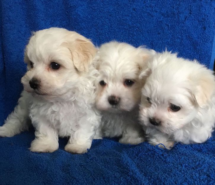 Tiny Teacup Maltese Puppies With KC Reg Papers Animals 2