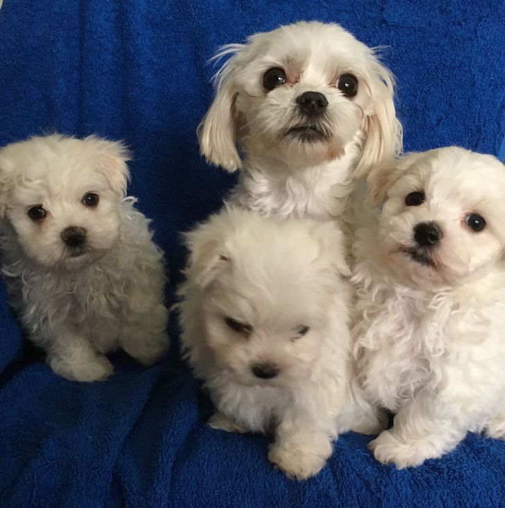 Tiny Teacup Maltese Puppies With KC Reg Papers Animals 3