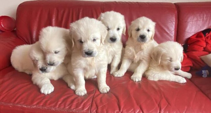 Top Quality Golden retriever Puppies for sale Animals