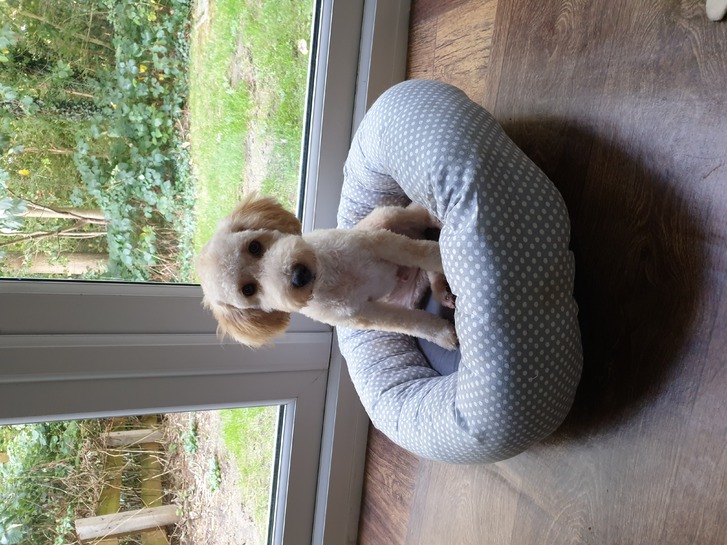 Toy poodle Toy poodle Animals