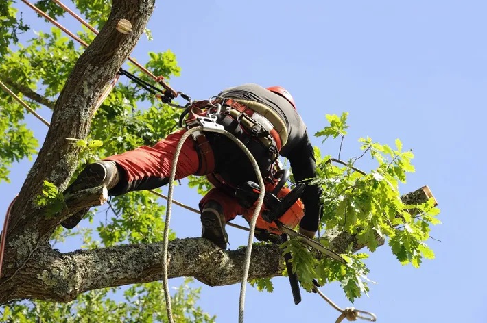 Tree Surgeon Sunderland Household