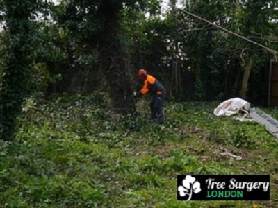 Tree Surgery London - Gardeners 3 Tree Surgery London - Gardeners Garten & Crafts 3
