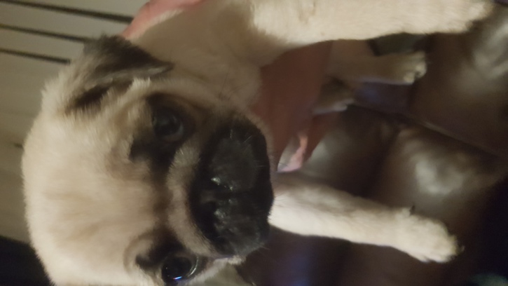 Two male pugs puppys Two male pugs puppys Animals