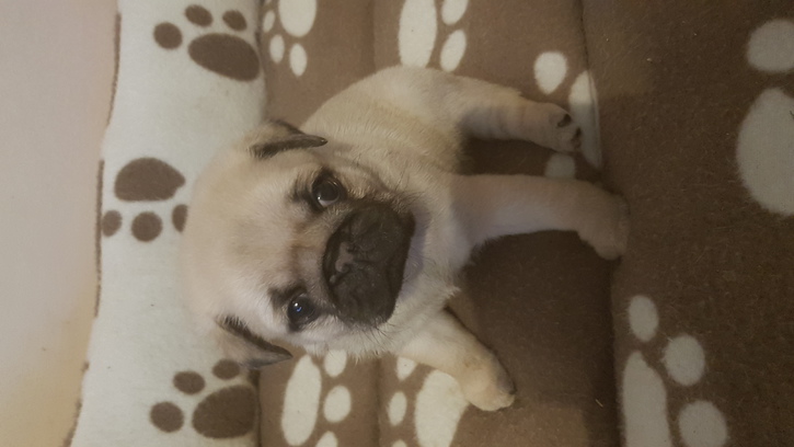 Two male pugs puppys 2 Two male pugs puppys Animals 2