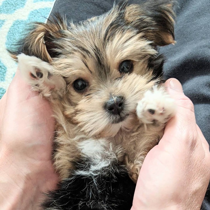 U.K.C MALE AND FEMALE Morkie PUPPIES AVAILABLE Animals 2
