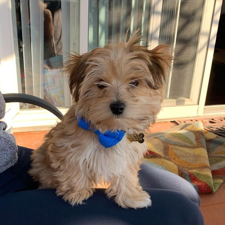 U.K.C MALE AND FEMALE Morkie PUPPIES AVAILABLE Animals 3