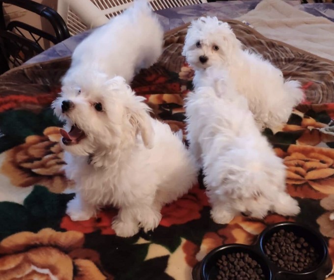 White Maltese Puppies Animals