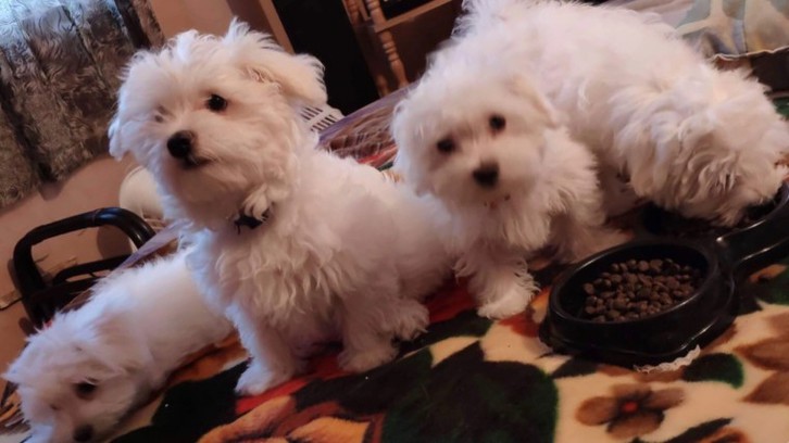 White Maltese Puppies Animals 2