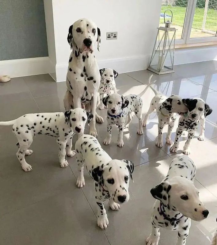 Wonderful Dalmatian puppies for sale Animals