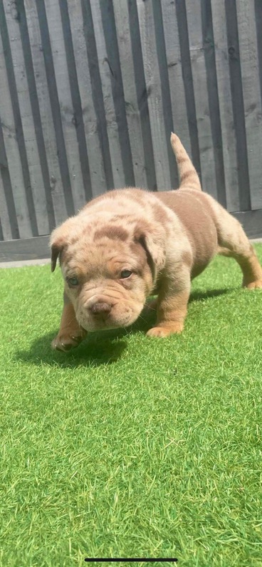 Xl American bully pups  Other 2