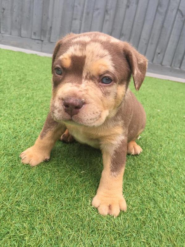 Xl American bully pups  Other 3