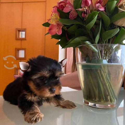 Yorkshire Terrier Puppy Yorkshire Terrier Puppy Animals
