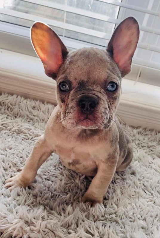 french bulldog pupies Animals