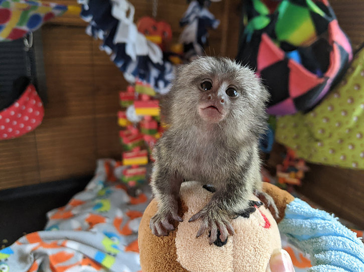 intelligent marmoset Capuchin monkeys for sale intelligent marmoset Capuchin monkeys for sale Animals