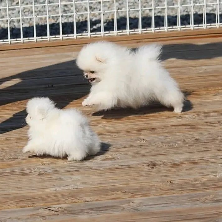 pomeranian puppies for sale Animals